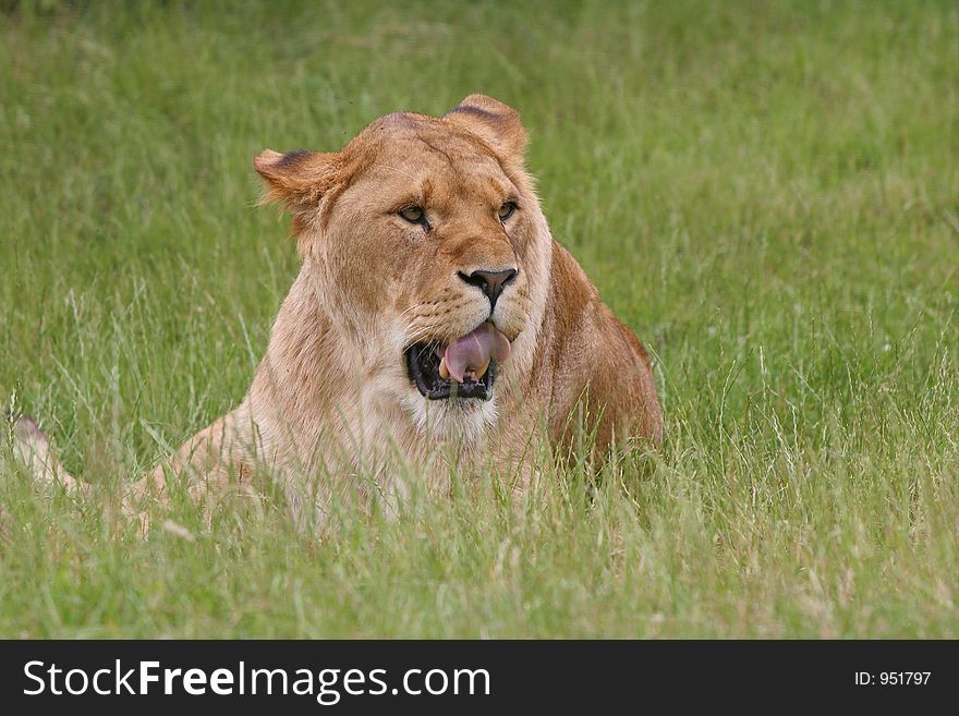 Lion lying in grass licking teeth. Lion lying in grass licking teeth