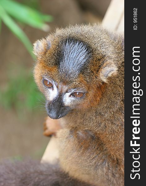 Rare Madagascan Lemur looking up.