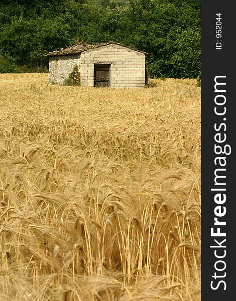 An old brick building in a golden wheat field. An old brick building in a golden wheat field