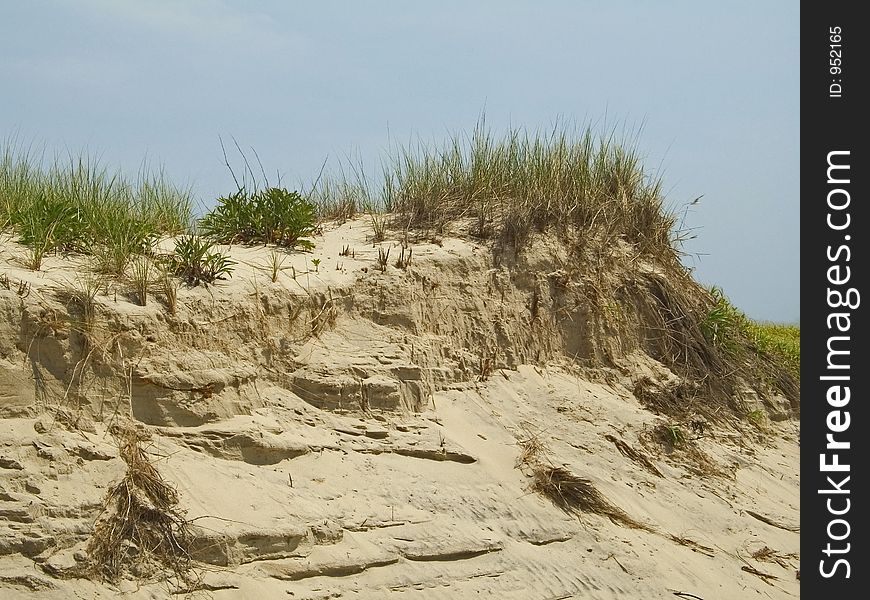 A sand-dune along the Jersey Shore. A sand-dune along the Jersey Shore.