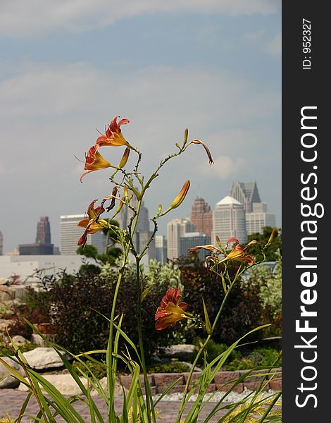 An unusual perspective of downtown Detroit, MI. Throught some day lillies.