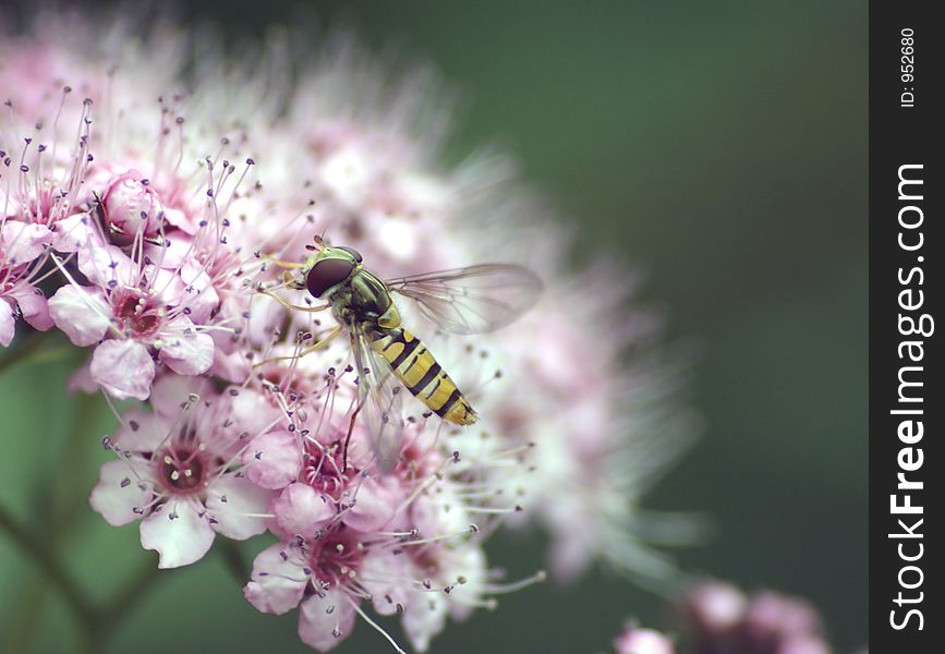 Hover Fly buzzing around pretty flower