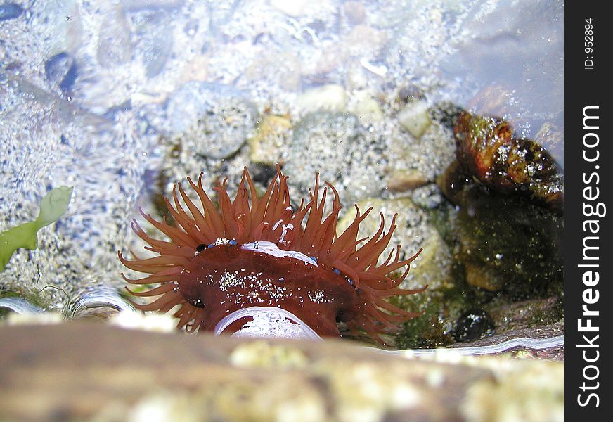 Beadlet anemone (actinia equina). Found in rock pools on the littoral zone. Bright blue spots (acrorhagi) contain stinging cells