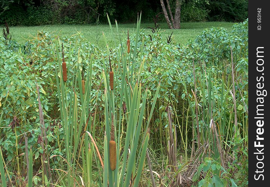 A small grove of cattails at the edge of a floodplain in Ga