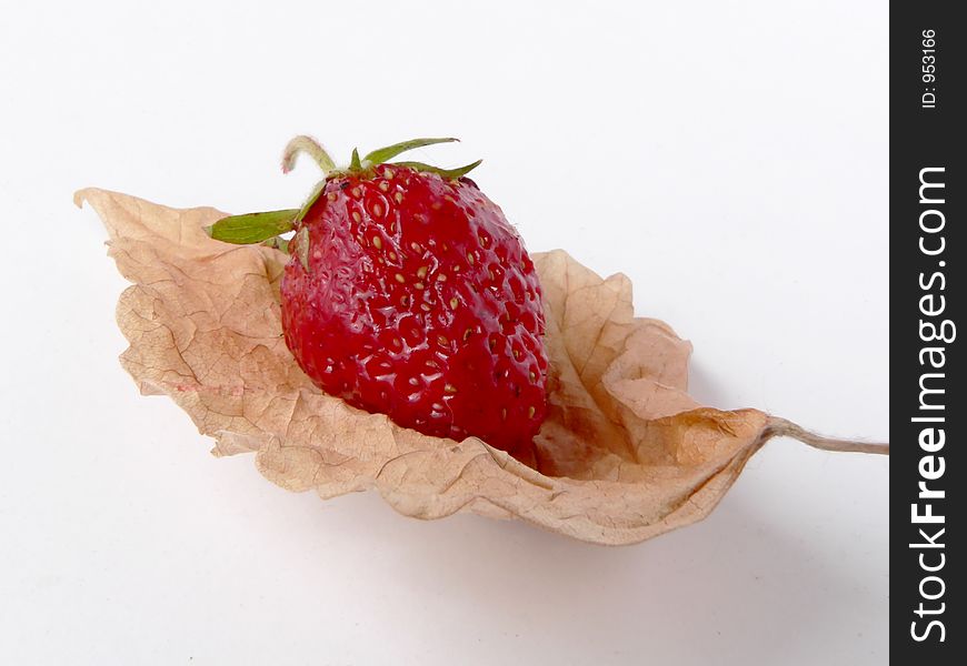 Berry and dry leaf