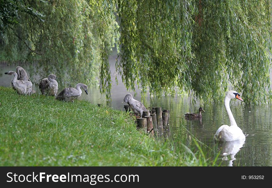 Family of swans brushing water off after leaving pond