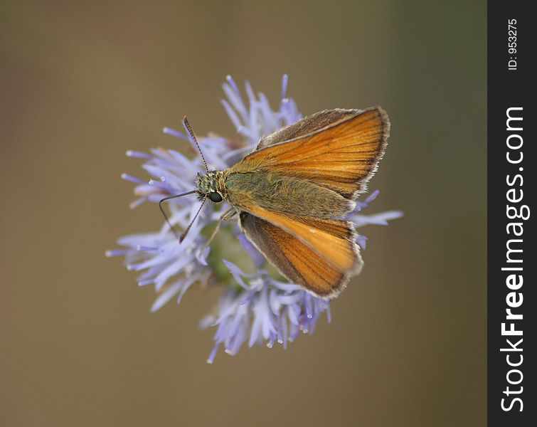 Beautiful butterfly sitting on flower. Beautiful butterfly sitting on flower