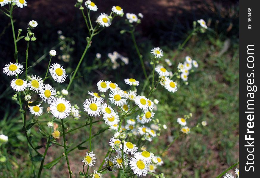 Field of daisies