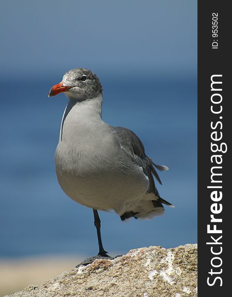Gray seagull practicing balancing on one leg. Gray seagull practicing balancing on one leg