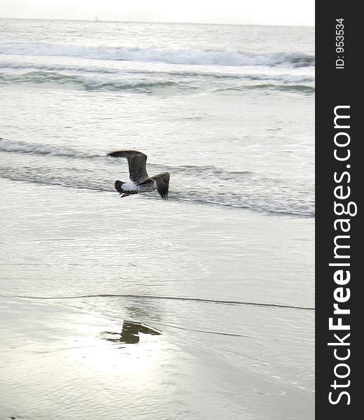 A lonely seagull cruising along a beach south of Santa Cruz, California