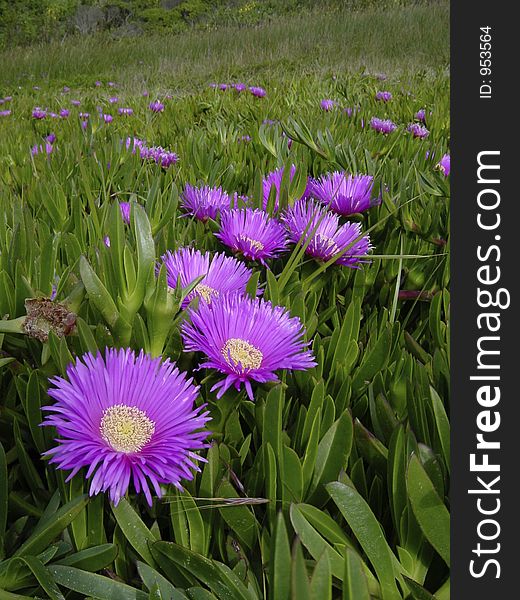 Purple flowers on the coast