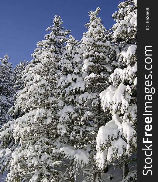 Snowy Fir Trees In The Sierra Nevada