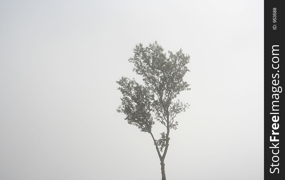 A single tree in fog. A single tree in fog.