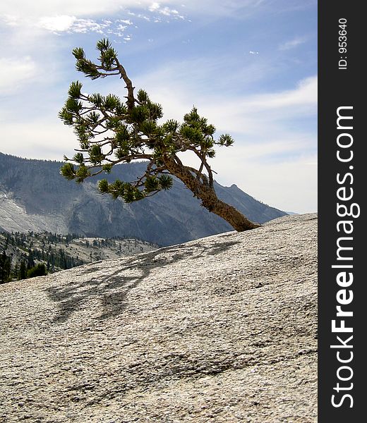 Yosemite Tree On Granite