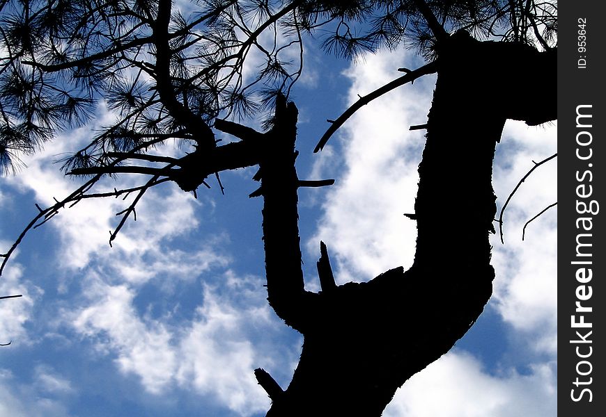 A tree in silhouette with blue sky. A tree in silhouette with blue sky