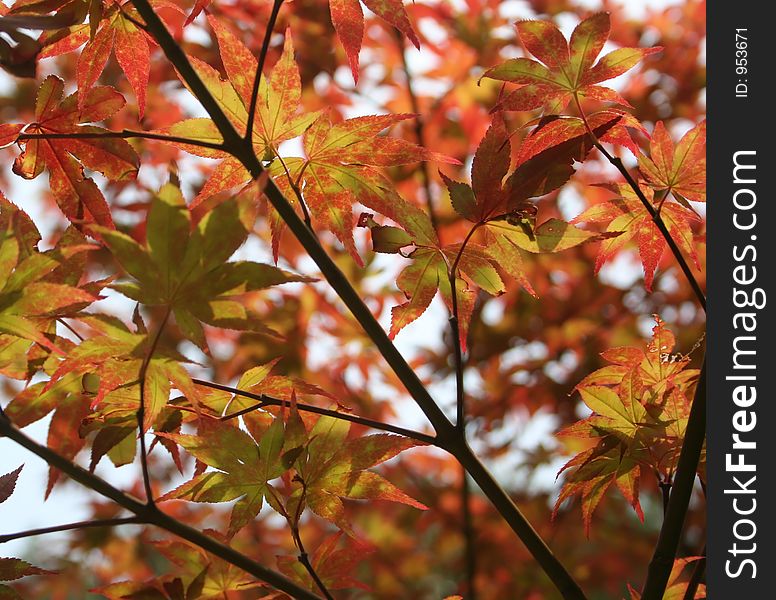 Japanese Maple Tree leaves background. Japanese Maple Tree leaves background