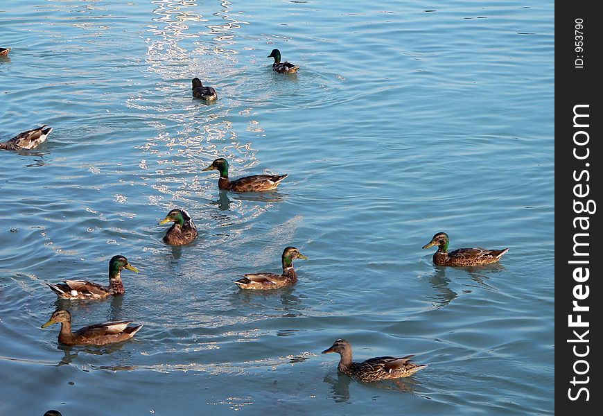 Wild duck in the pond