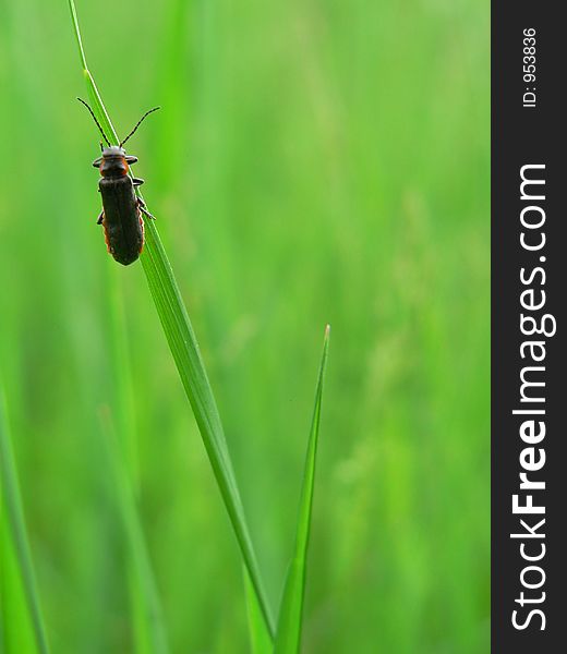 Bug in the grass. Bug in the grass