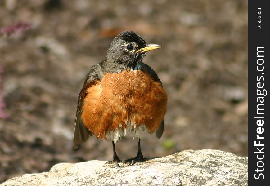 Robin fluffing it's feather's while standing on a rock. Robin fluffing it's feather's while standing on a rock