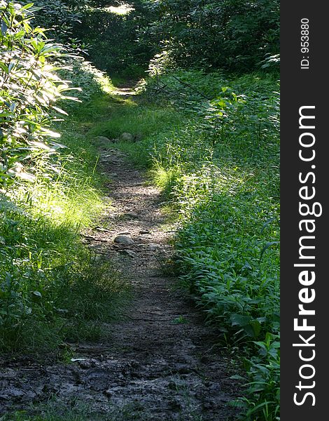 A path in the woods with mottled sunlight. A path in the woods with mottled sunlight.