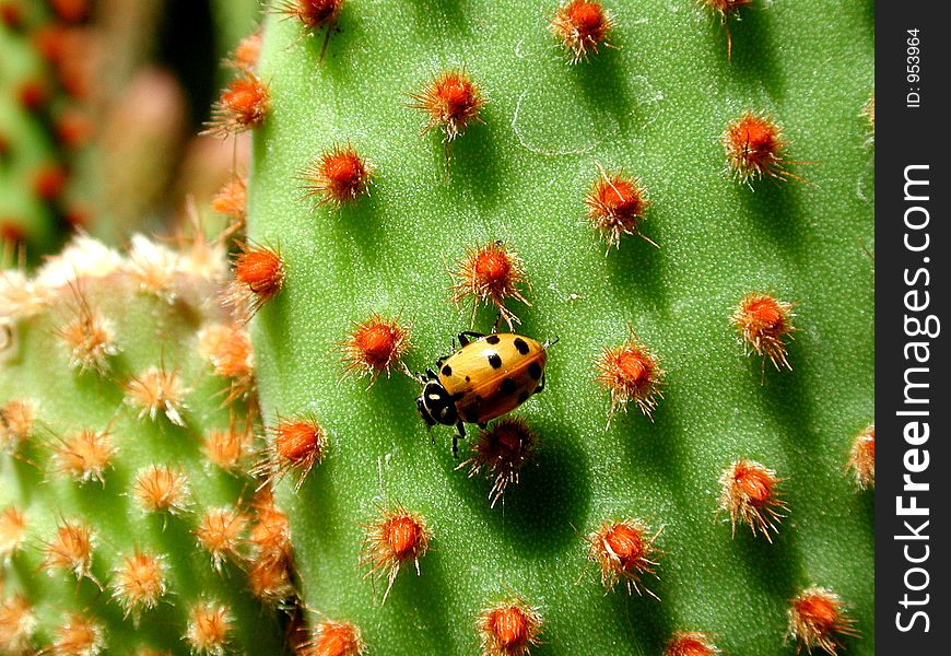 A Lady Bug sitting on a Cactus. A Lady Bug sitting on a Cactus