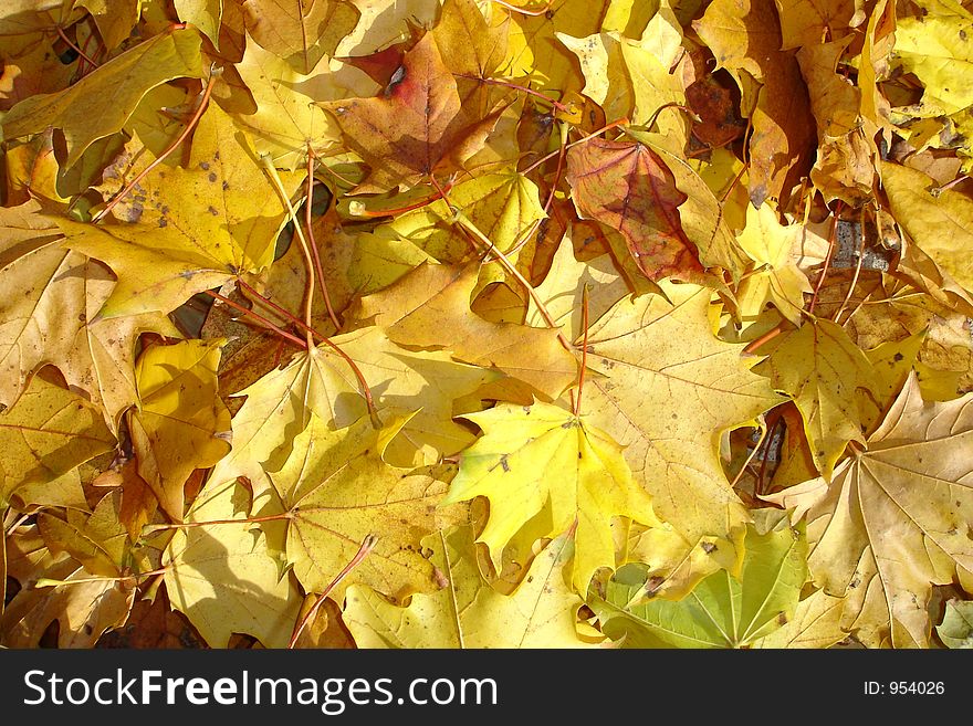 Yellow maple leaves. Yellow maple leaves