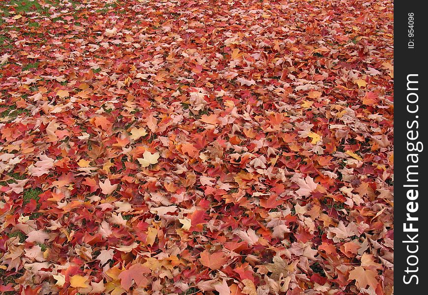 A carpet of orange leaves cover the ground.