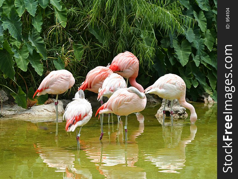 A group of flamingos drinking water. A group of flamingos drinking water