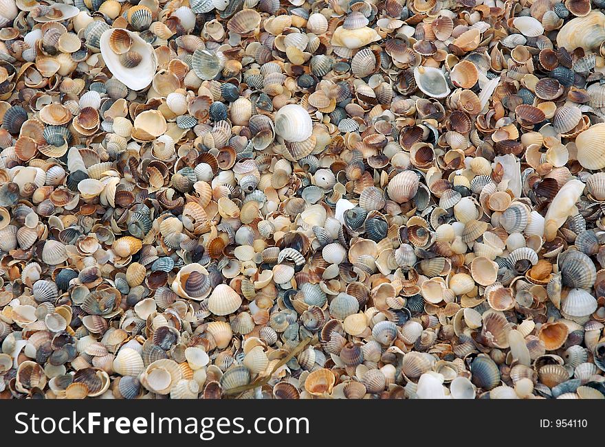 Sea shells