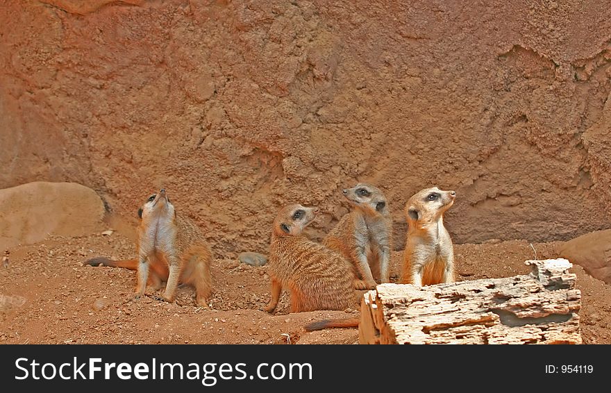 A group of meerkat suricato called a mob