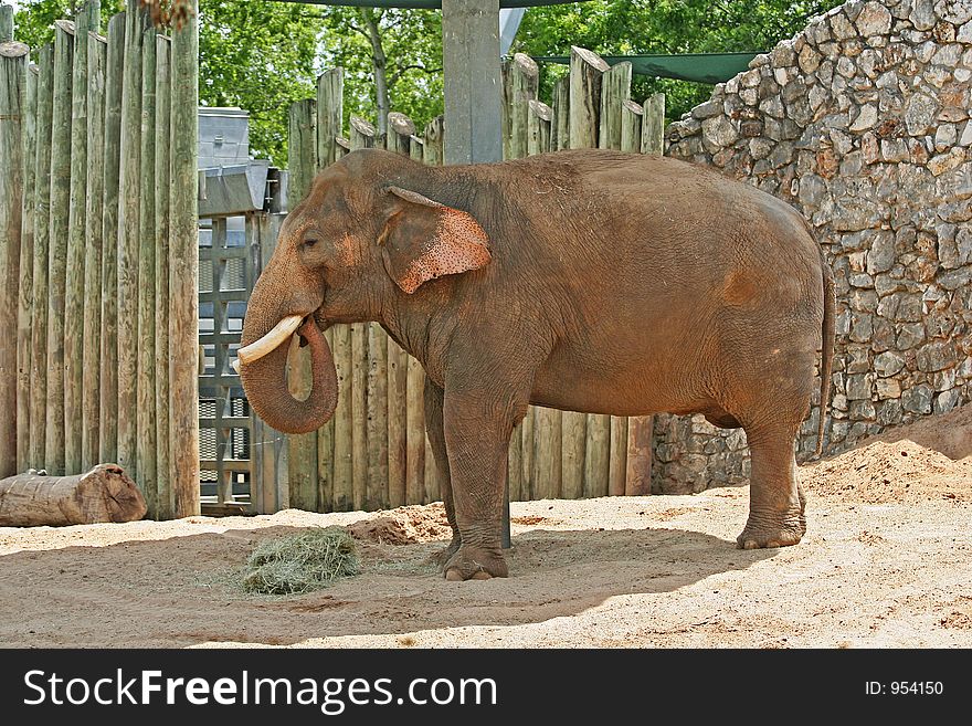 Adult elephants playing with sands