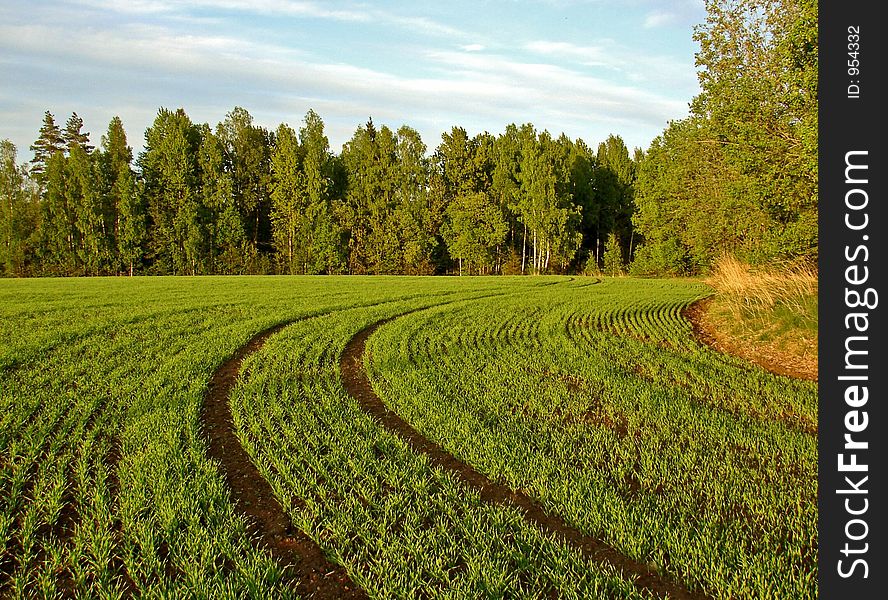 Field In The Spring