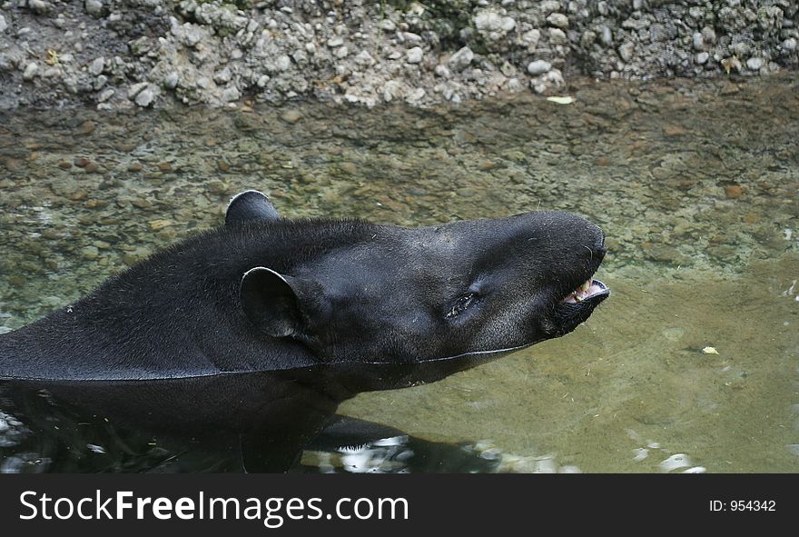 Brazilian tapir taking deep breath after swimming. Brazilian tapir taking deep breath after swimming