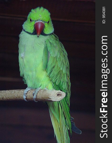 A color parrot profile