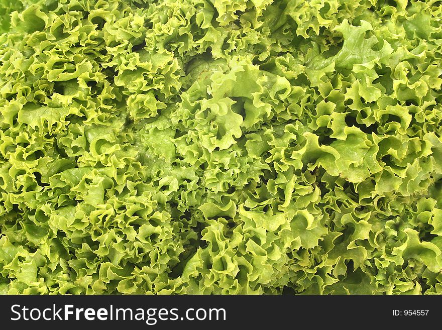 Green lettuce background