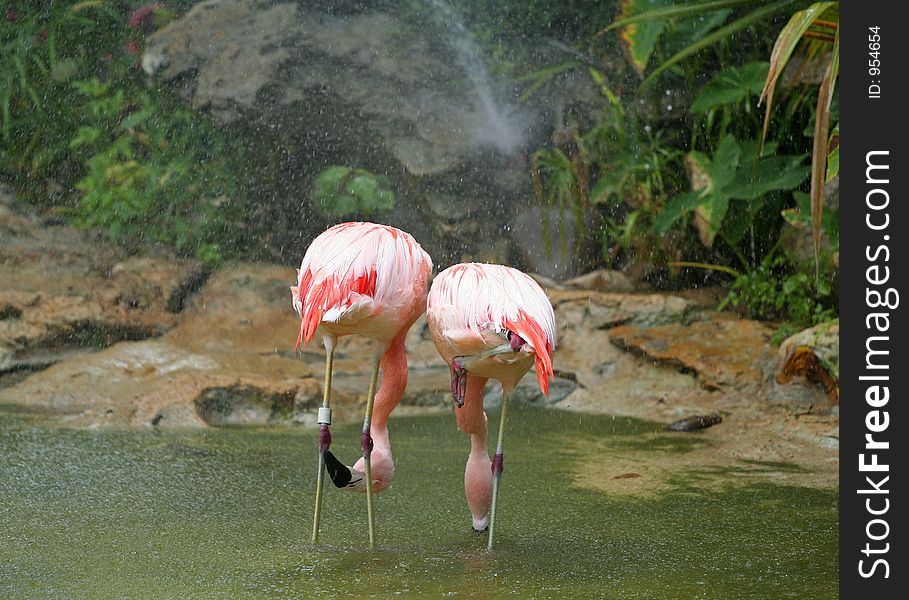 In-love flamingos playing in rain. In-love flamingos playing in rain