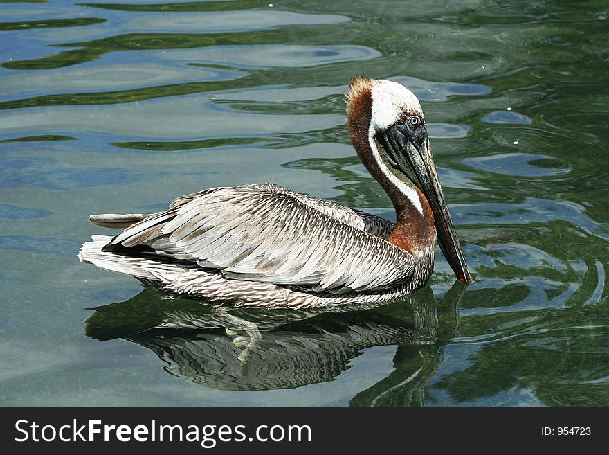 Close up heron swimming on water. Close up heron swimming on water