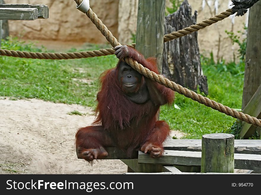 Female orangutan hang her hand on the rope