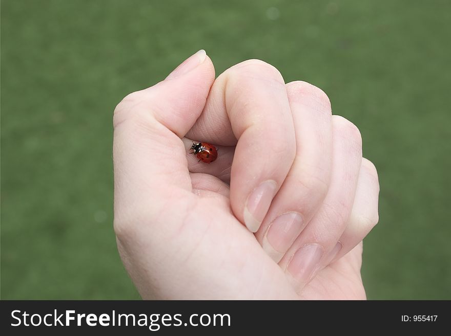 Ladybird protected in a woman's hand. Ladybird protected in a woman's hand