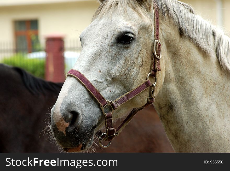 Face of white adult horse. Face of white adult horse