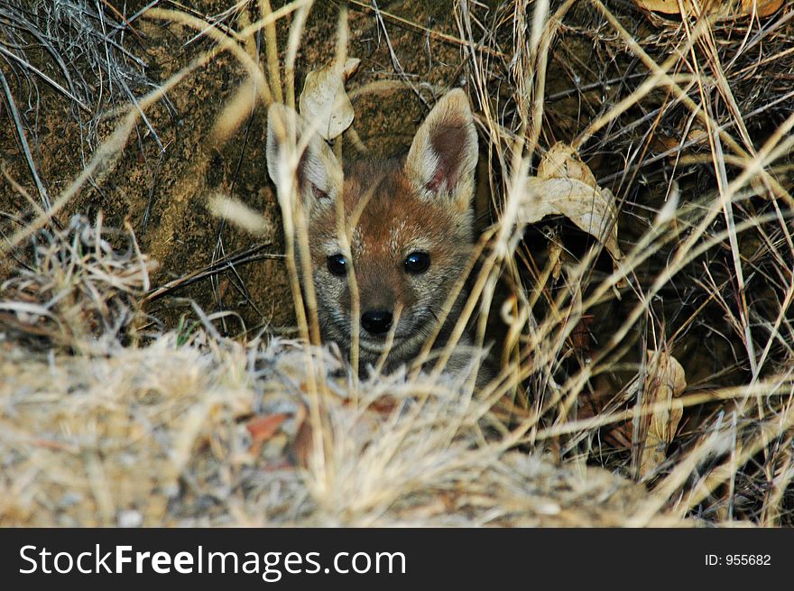 Little fox hiding in the grass