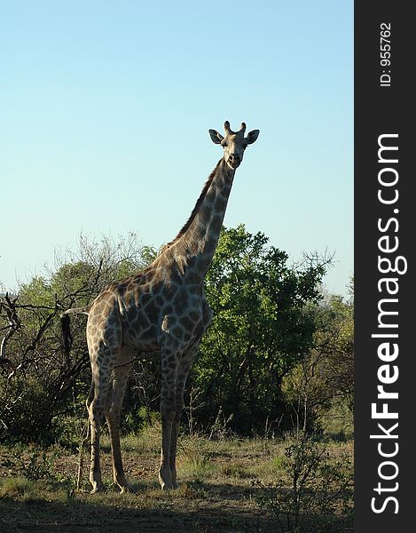 Giraffe on the bush background