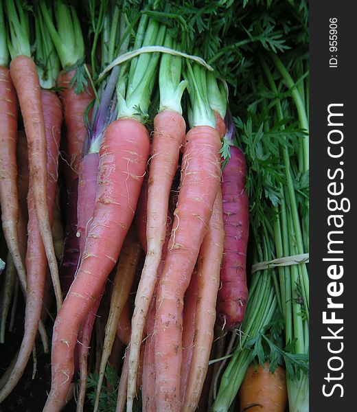 Multi-colored carrots. Multi-colored carrots