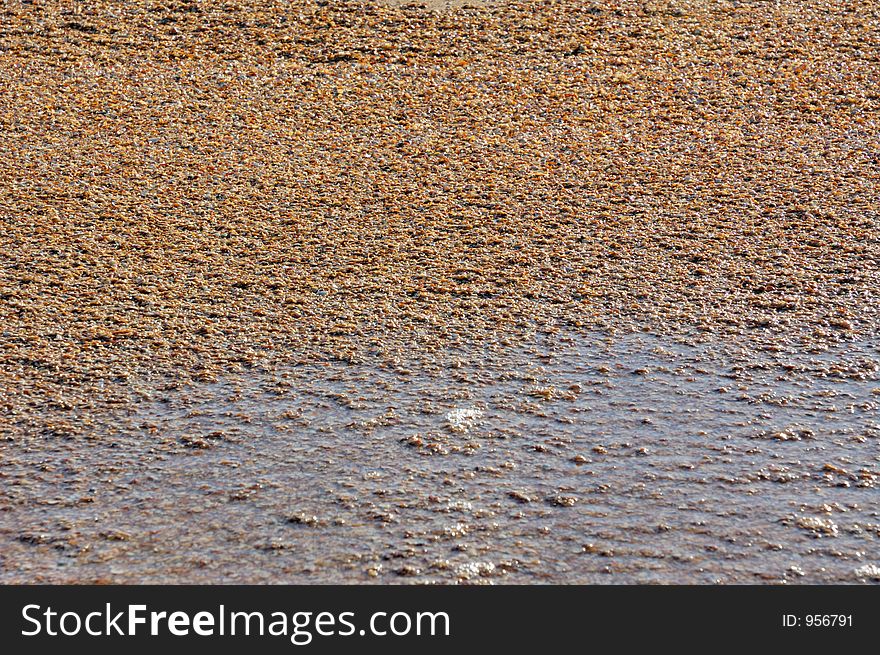 Sea shells and water