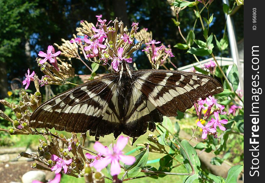 Pale Tiger Swallowtail