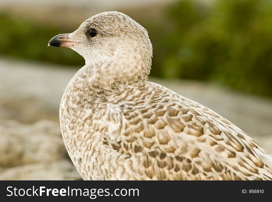 Brown spotted sea gull