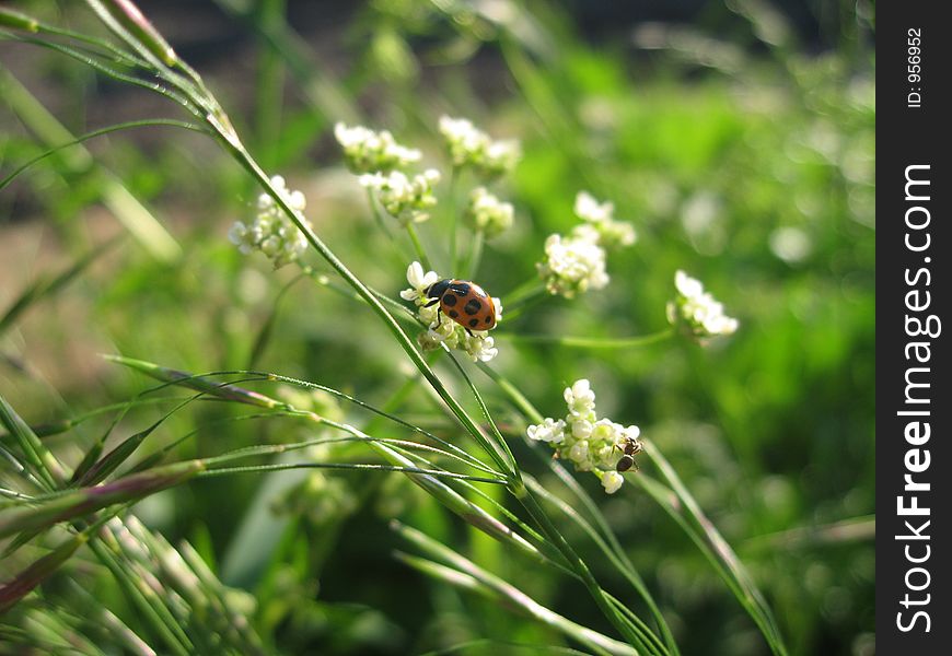 A Ladybird in the grass