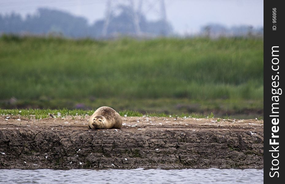 This shot of a common seal resting on a sand bank was captured at Seal Sands, Hartlepool, England, Uk. This shot of a common seal resting on a sand bank was captured at Seal Sands, Hartlepool, England, Uk.