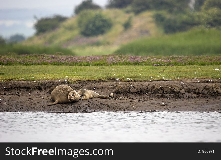 Common Seal with Pup