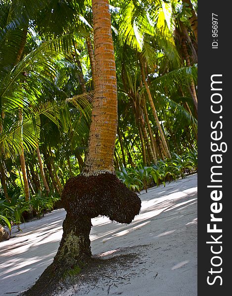 funny looking Palm tree